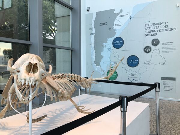 Alrededor de las Malvinas, como en todo el Atlántico sur, hay elefantes marinos. En el museo, se muestra su recorrido por distintos lugares. Alrededor de las Malvinas, como en todo el Atlántico sur, hay elefantes marinos. En el museo, se muestra su recorrido por distintos lugares. - Sputnik Mundo