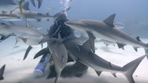 Esta mujer abraza a tiburones en el fondo del mar - Sputnik Mundo
