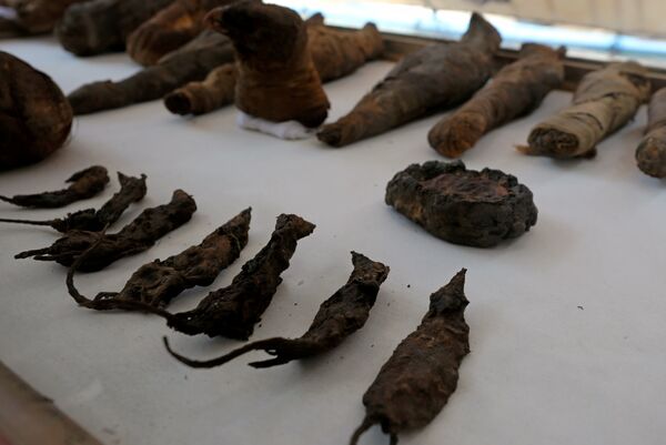 Ratones y halcones momificados encontrados en una antigua tumba en Egipto Ratones y halcones momificados encontrados en una antigua tumba en Egipto - Sputnik Mundo