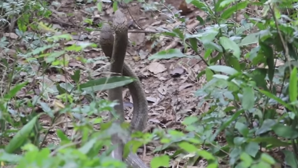 Dos cobras reales se enzarzan en un duro combate en Tailandia - Sputnik Mundo
