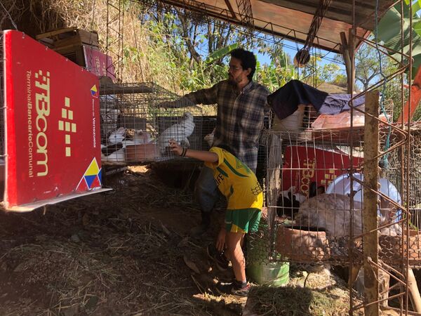 Con el apoyo de su familia, Silio cría cuys como fuente de proteína animal Con el apoyo de su familia, Silio cría cuys como fuente de proteína animal - Sputnik Mundo