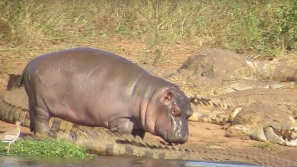 Un bebé hipopótamo se enfrenta a cocodrilos - Sputnik Mundo