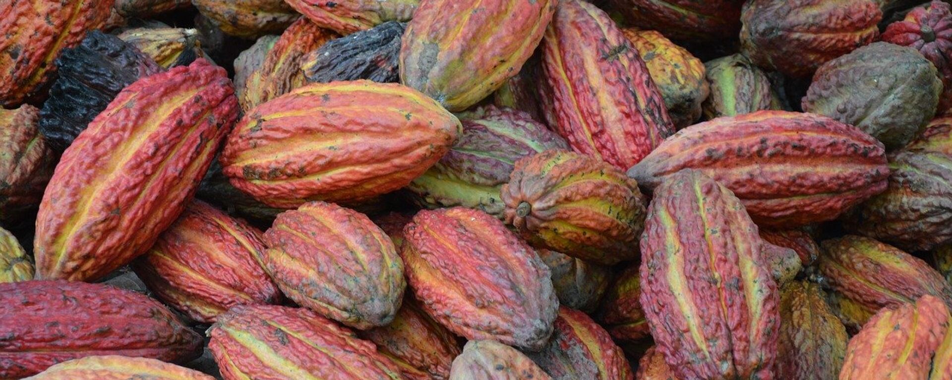 Granos de cacao, referencial - Sputnik Mundo, 1920, 19.11.2019