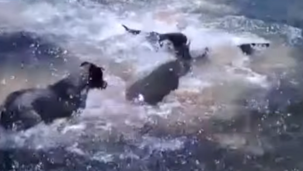 Amistades peligrosas: unos perros juegan con un tiburón - Sputnik Mundo