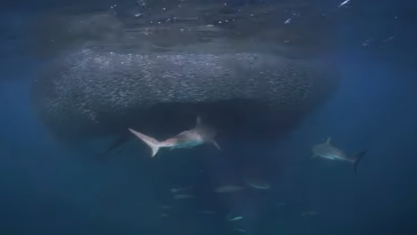 Un grupo de tiburones acude a un banquete ‘muy fácil’ - Sputnik Mundo
