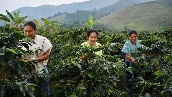 Un total de 45 excombatientes de FARC, así como miembros de la comunidad del municipio de Dolores (Tolima, centro-occidente), hacen parte de un ambicioso proyecto de exportación de café orgánico a Estados Unidos y varios países de Europa como parte del proceso de implementación de paz en Colombia. - Sputnik Mundo