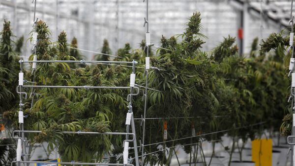 Una plantación de cannabis - Sputnik Mundo