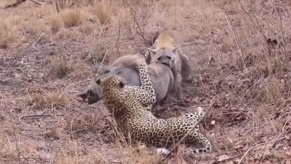 Un leopardo y una hiena intentan devorar una presa que todavía está viva - Sputnik Mundo