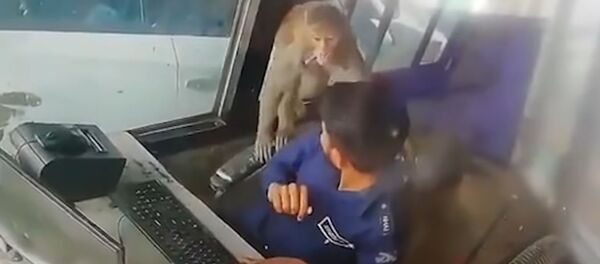 Arrestan a un mono 'ladrón' en la India y lo exponen a una humillación  pública