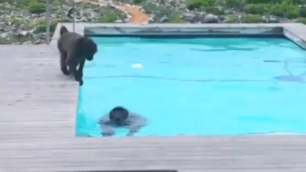¡Pool party! Unos babuinos disfrutan del agua fresca en la piscina de un hotel - Sputnik Mundo