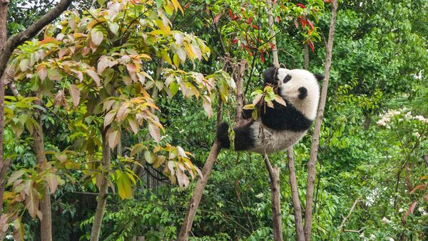 Un oso panda, imagen referencial - Sputnik Mundo