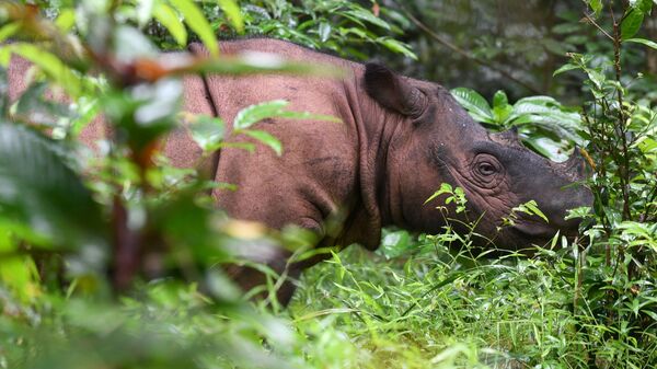 Rinoceronte de Sumatra (imagen referencial) - Sputnik Mundo