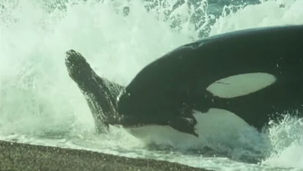 Una ballena asesina caza a un león marino - Sputnik Mundo