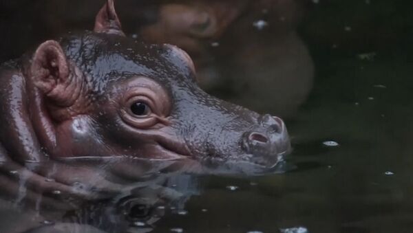 ¡Alerta de ternura! Este lindo hipopótamo bebé te robará el corazón - Sputnik Mundo