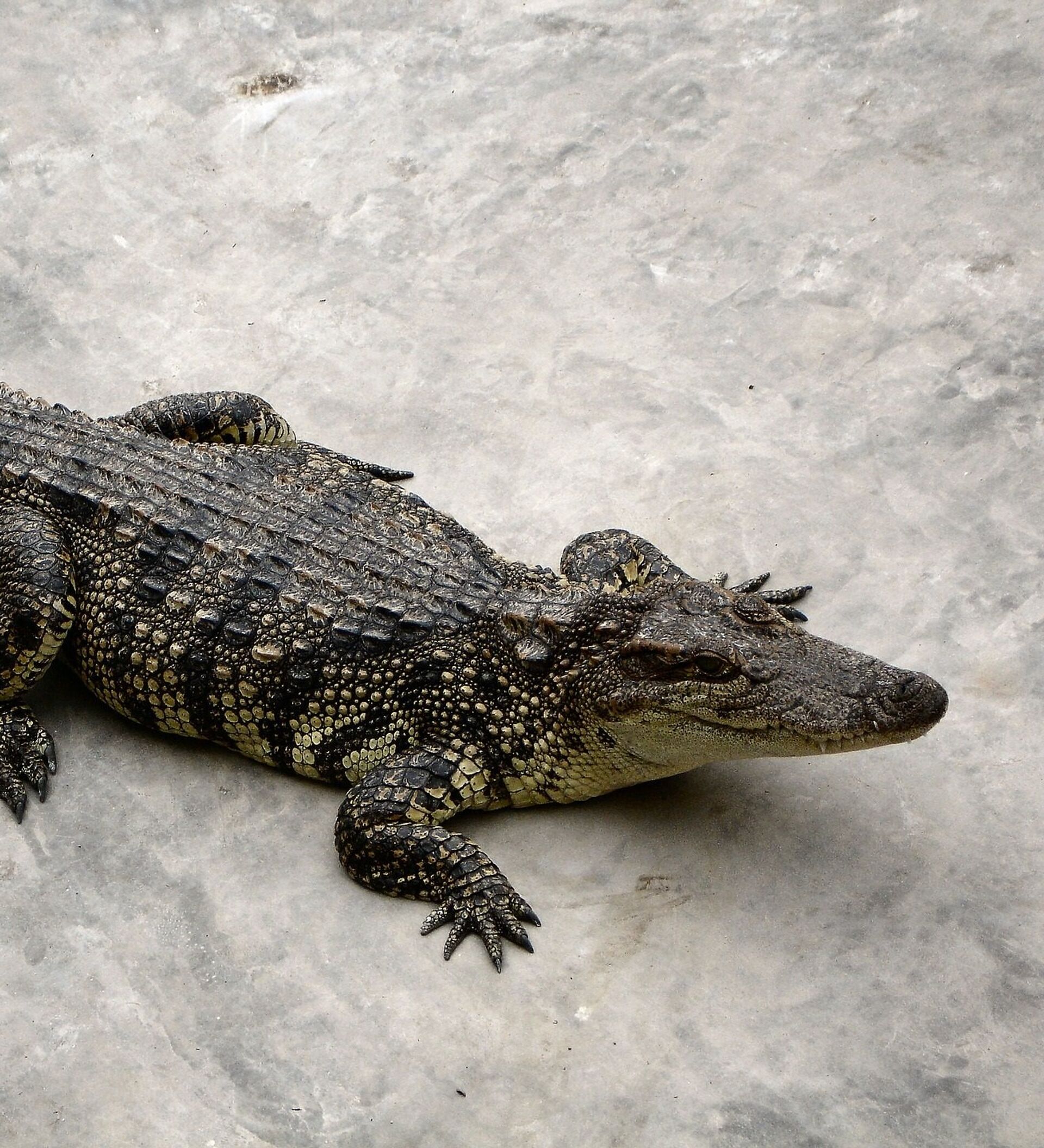 Qué susto! Un cocodrilo siembra el pánico en un restaurante mexicano  (fotos) , Sputnik Mundo
