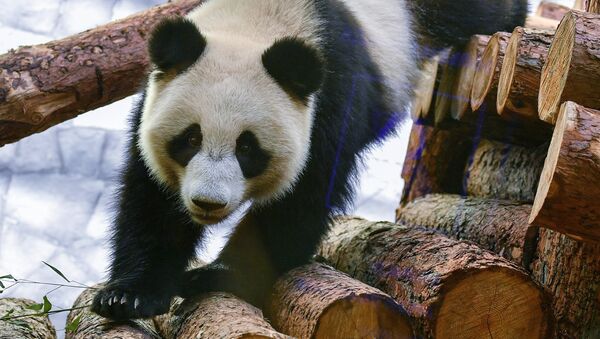 La osa panda Ding Ding del zoológico de Moscú - Sputnik Mundo