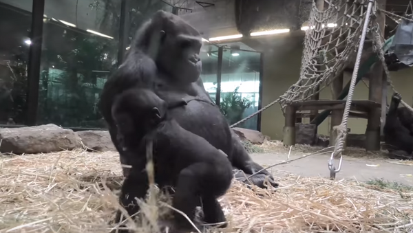 ¡Una madre bien estricta! Este bebé gorila te hará recordar tu infancia - Sputnik Mundo