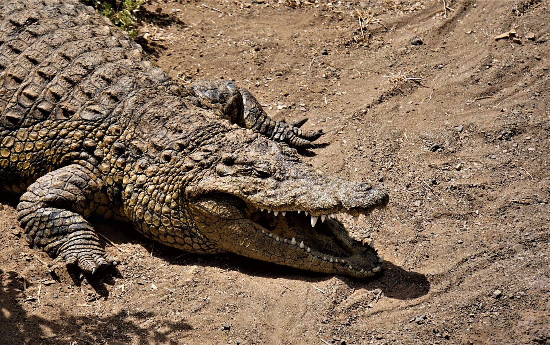 Un peatón insólito: un cocodrilo causa un caos de tráfico en México -  , Sputnik Mundo