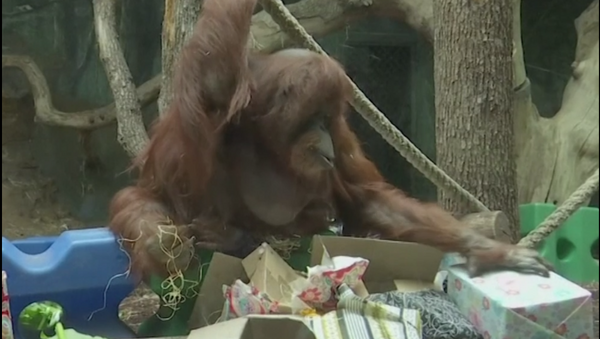 La orangutana Nénette celebra su 50 aniversario - Sputnik Mundo