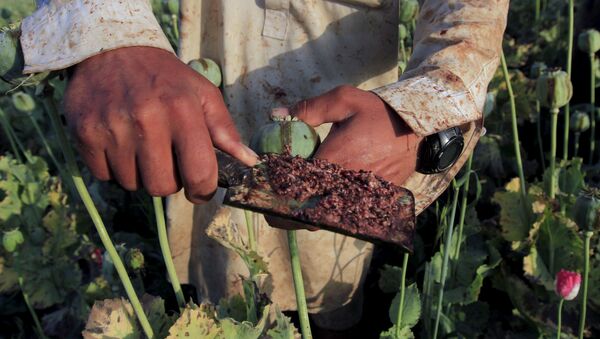 Un agricultor de amapolas recoge el opio crudo de una cabeza. - Sputnik Mundo