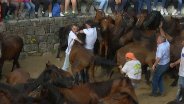 'Rapa das Bestas': cómo cortan las crines y colas de caballos salvajes en España - Sputnik Mundo
