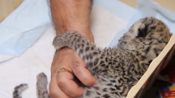 Lo imposible es posible: un veterinario ruso salva la vida de una leoparda recién nacida - Sputnik Mundo