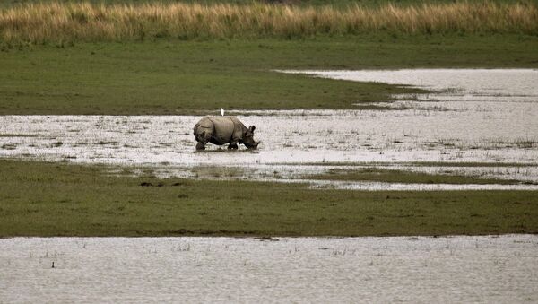 Rinoceronte en el parque nacional de Kaziranga, la India - Sputnik Mundo