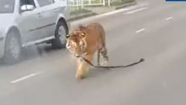 Un tigre recorre las calles de Ivánovo, en Rusia - Sputnik Mundo