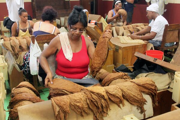 El habano, la tradición centenaria de Cuba que llega a todo el mundo El habano, la tradición centenaria de Cuba que llega a todo el mundo - Sputnik Mundo