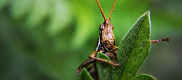 De plaga de langostas del desierto a proteínas comestibles