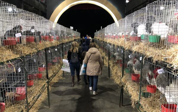 Corrales de aves en la Exposición Rural de Buenos Aires de 2019 - Sputnik Mundo