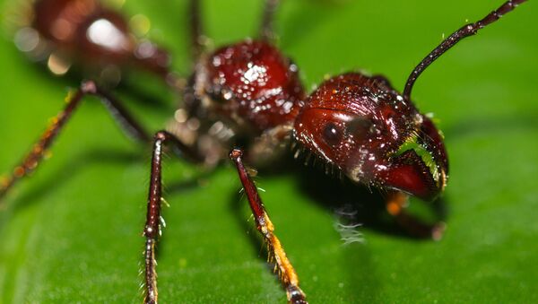 La 'hormiga bala' (Paraponera clavata) - Sputnik Mundo