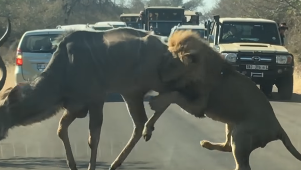 Un león decide cazar un antílope en la carretera frente a una decena de autos - Sputnik Mundo