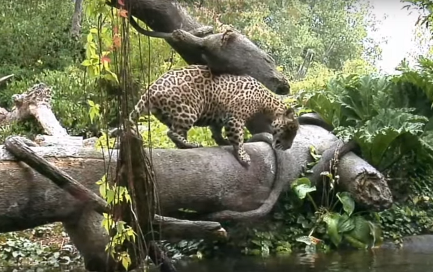 Épica batalla entre un jaguar y un cocodrilo: ¿quién ganará? ,  Sputnik Mundo