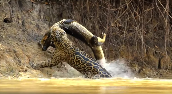 Épica batalla entre un jaguar y un cocodrilo: ¿quién ganará? ,  Sputnik Mundo