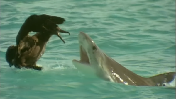 Visto y no visto: el ave más larga del mundo lucha contra un tiburón - Sputnik Mundo