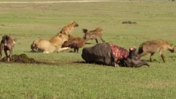 Una leona se enfrenta a unas hienas y acaba claudicando - Sputnik Mundo