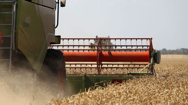 Cosecha de trigo en la región rusa de Krasnodar - Sputnik Mundo