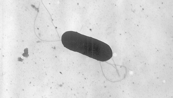 Listeria monocytogenes bacterium - Sputnik Mundo