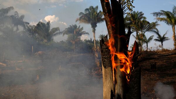 Un tronco se quema en medio de los incendios que afectan a la selva amazónica - Sputnik Mundo