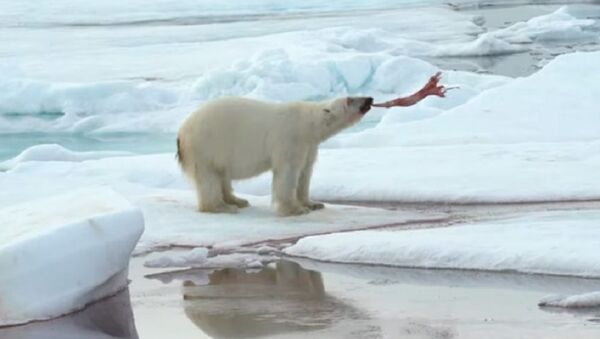 Crueles juegos del Ártico: un oso polar se divierte con su presa - Sputnik Mundo