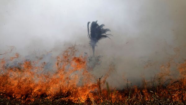 Incendios en la Amazonía brasileña - Sputnik Mundo