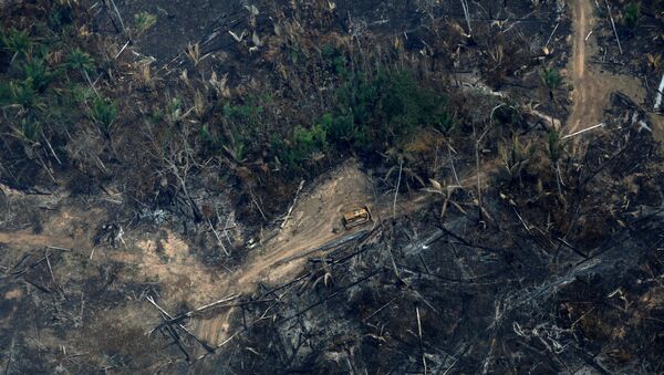 Consecuencias de los incendios en la Amazonía - Sputnik Mundo
