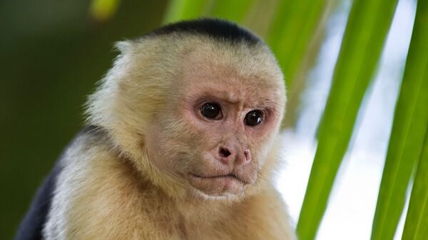 Un mono capuchino (archivo)  - Sputnik Mundo