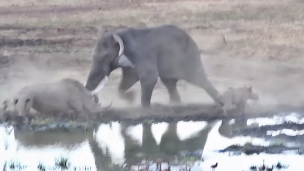 Un rinoceronte se enfrenta a un elefante africano - Sputnik Mundo