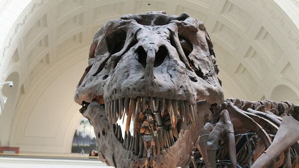 El cráneo del tyrannosaurus rex - Sputnik Mundo