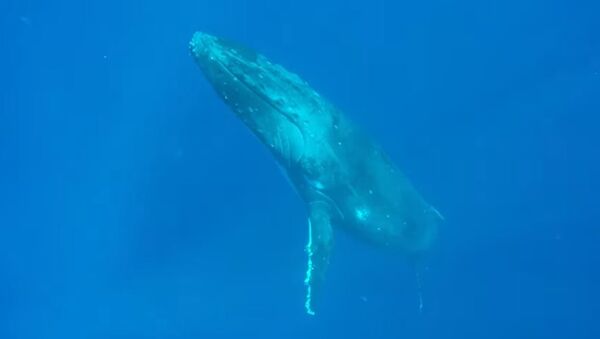 Como submarinos: unas ballenas jorobadas dejan atónito a un buceador - Sputnik Mundo