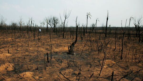 El bosque quemado en Bolivia - Sputnik Mundo