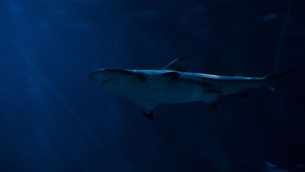 Un tiburón blanco - Sputnik Mundo