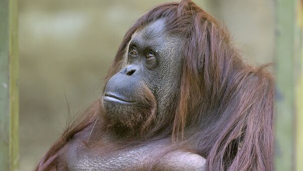 La orangutana Sandra - Sputnik Mundo